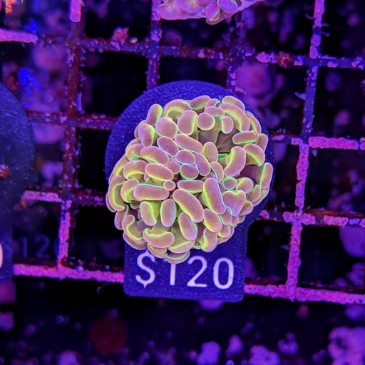 Rainbow Grail Hammer Frag 0085