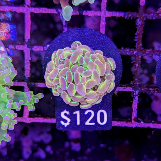 Rainbow Grail Hammer Frag 0052