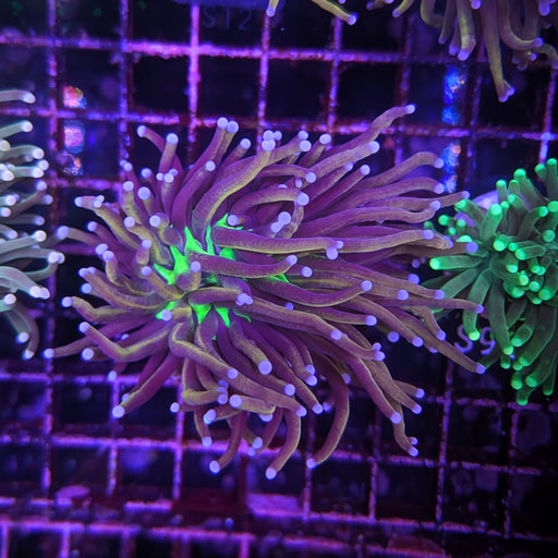 NY Knicks Torch 0082