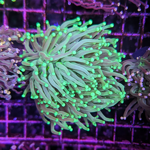 Green Torch Large 0097