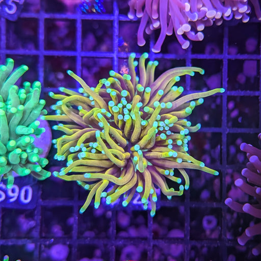 Dragon Soul Torch 0088