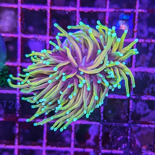 Dragon Soul Torch 0099