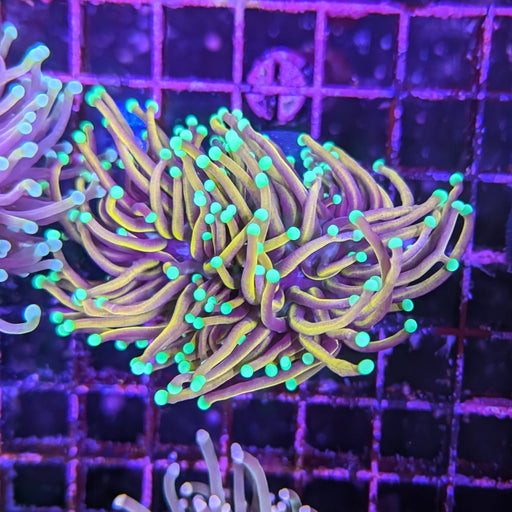 Dragon Soul Torch 0093