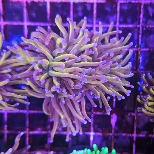 Gold Torch Large 0060