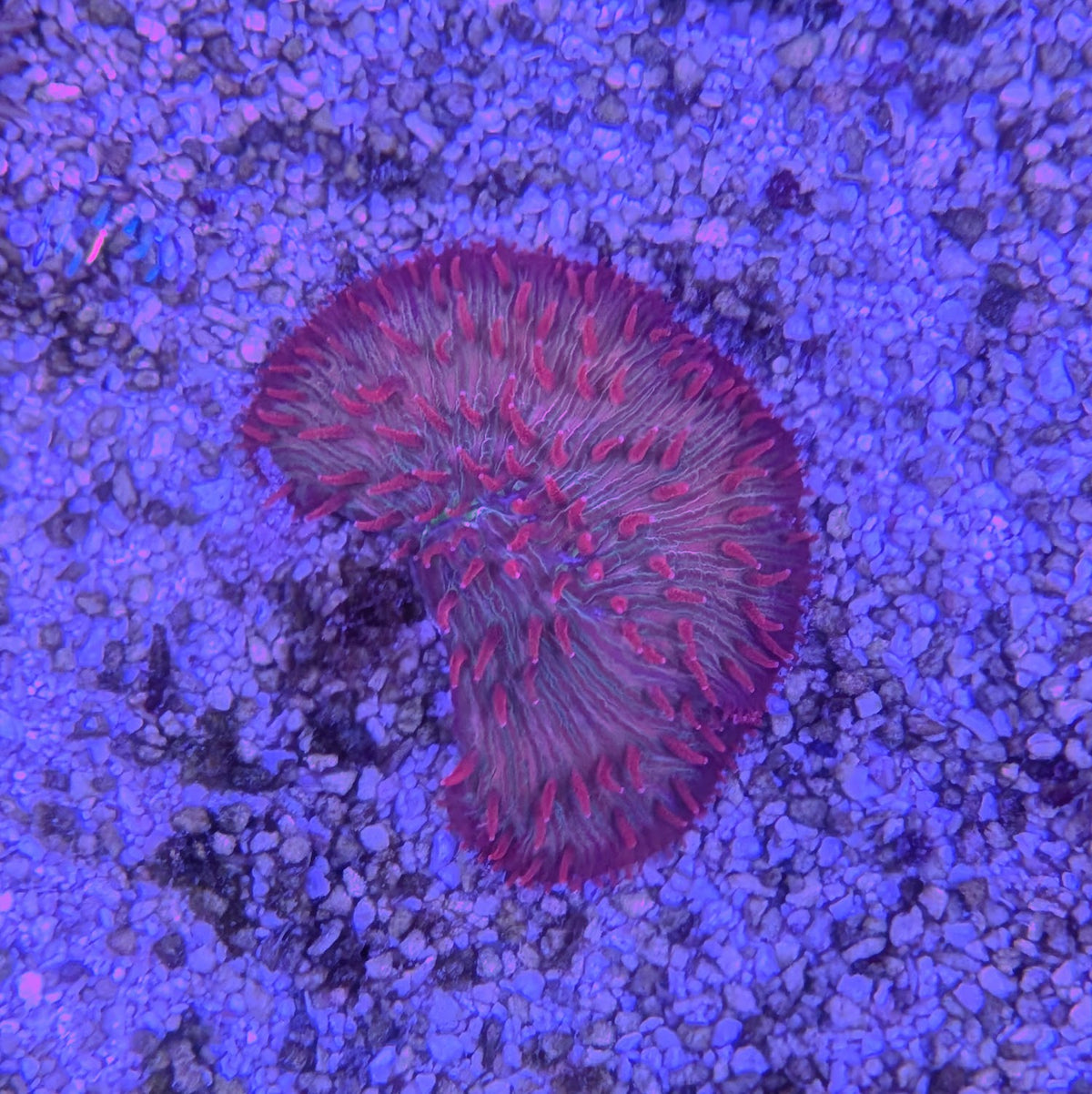 Red Diaseris Plate Coral