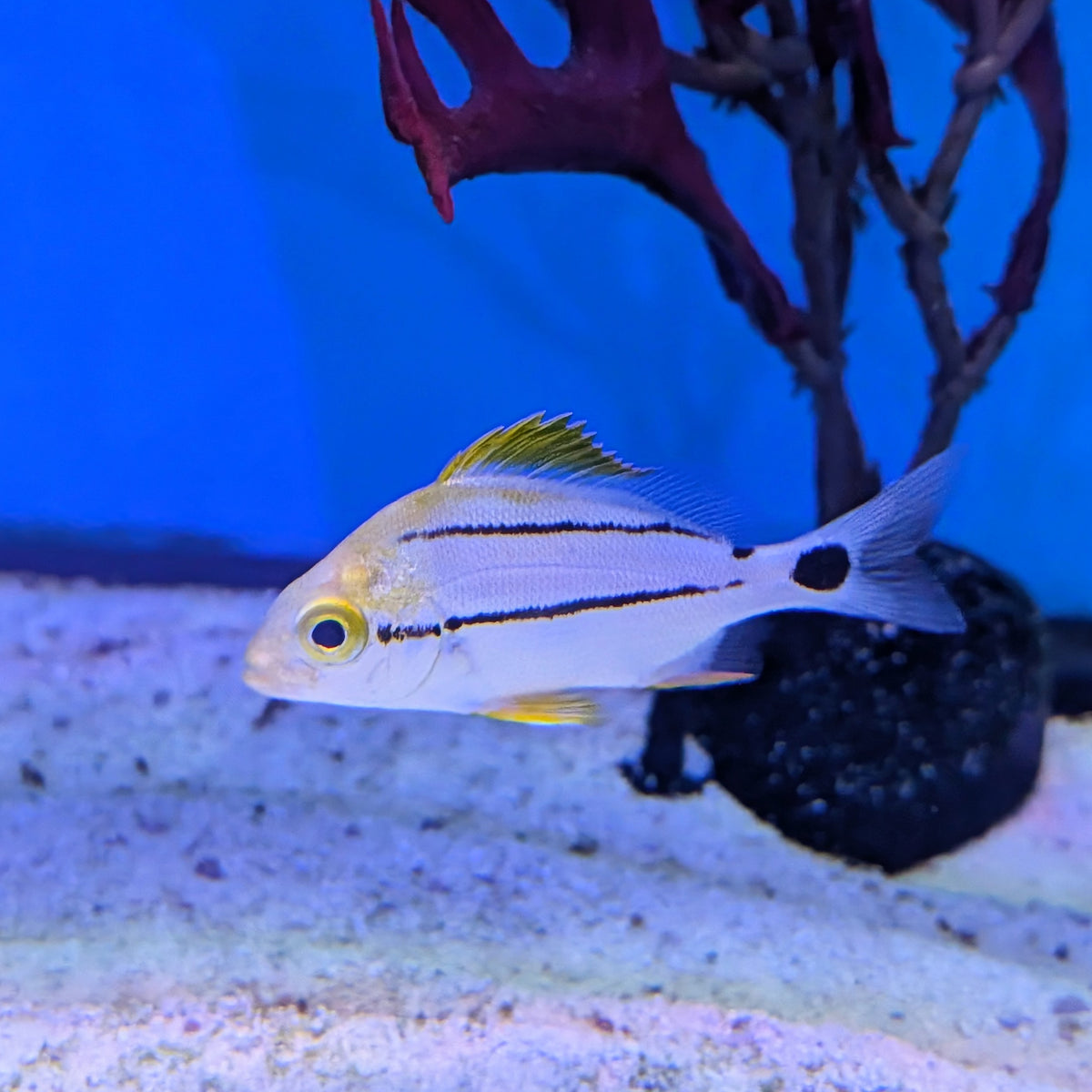 Porkfish