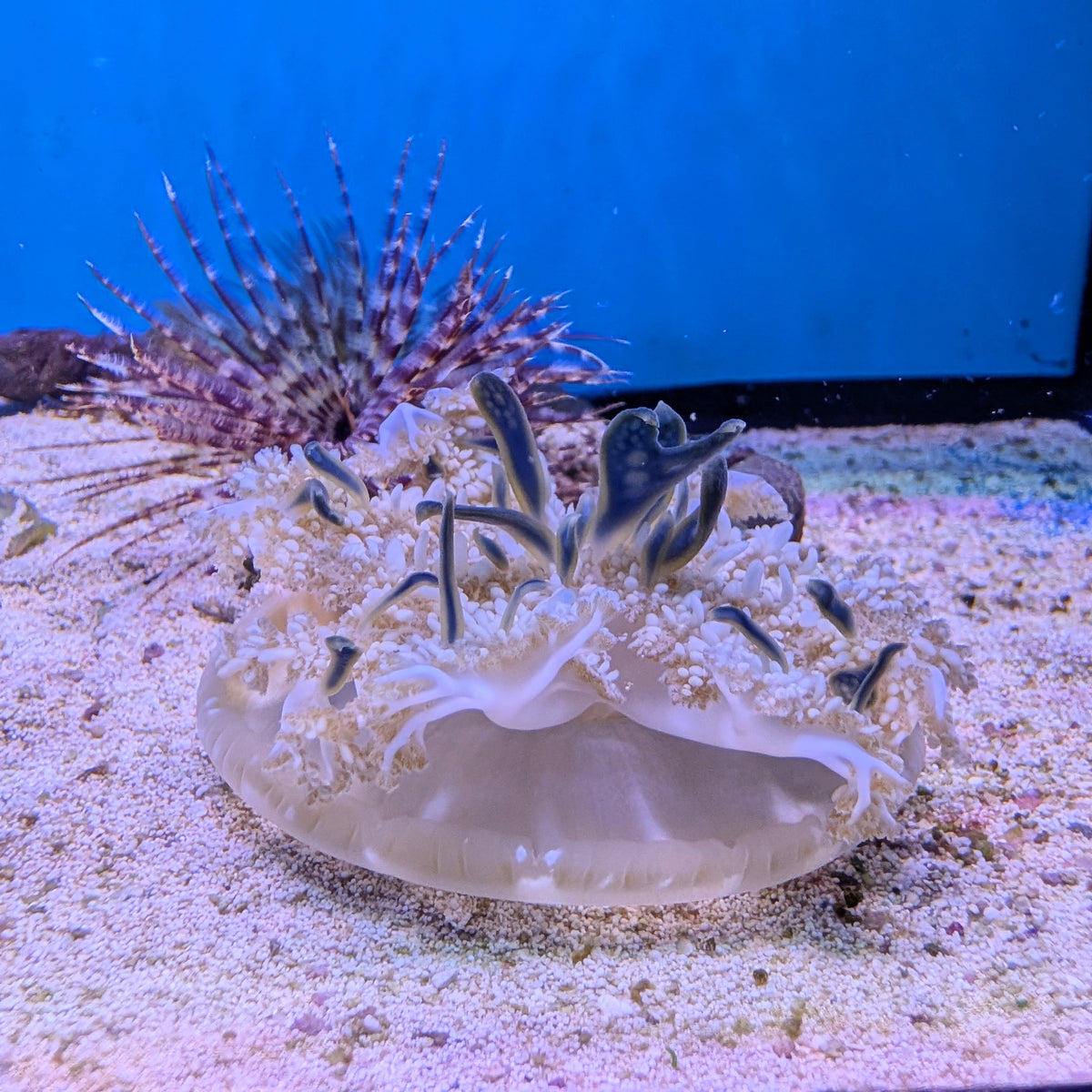 Upside Down Jellyfish