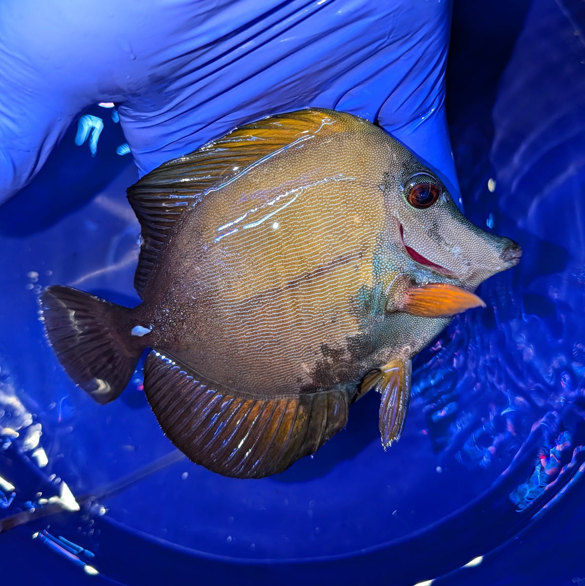 Splatter Koi Scopas Tang