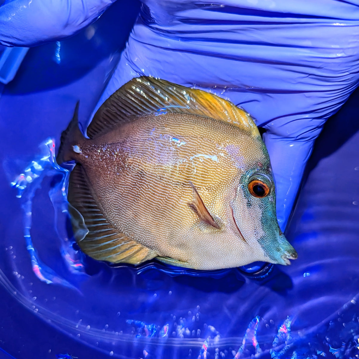 Blue Face Koi Scopas Tang
