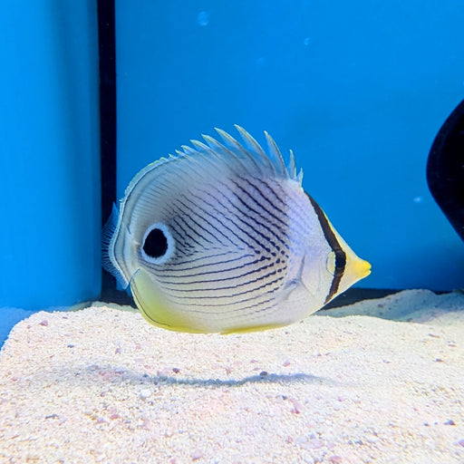 Foureye Butterflyfish