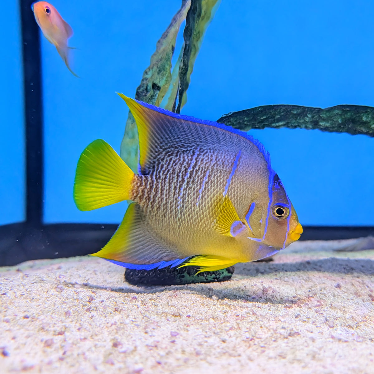 Blue Angelfish