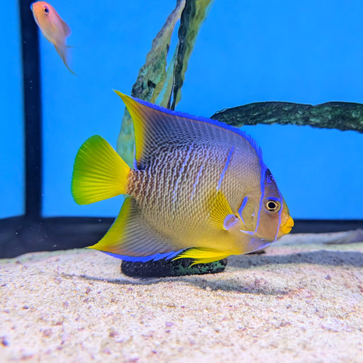 Blue Angelfish