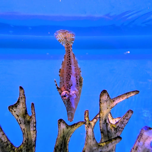 Slender Filefish