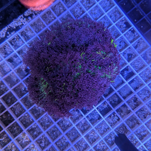 Magic Carpet Mushroom XL 0080