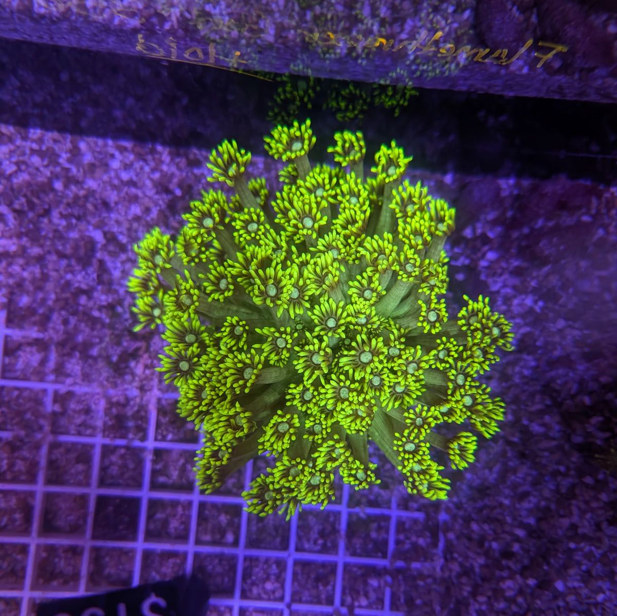 Neon Green Goniopora Colony 0049