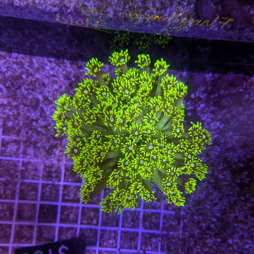 Neon Green Goniopora Colony 0049