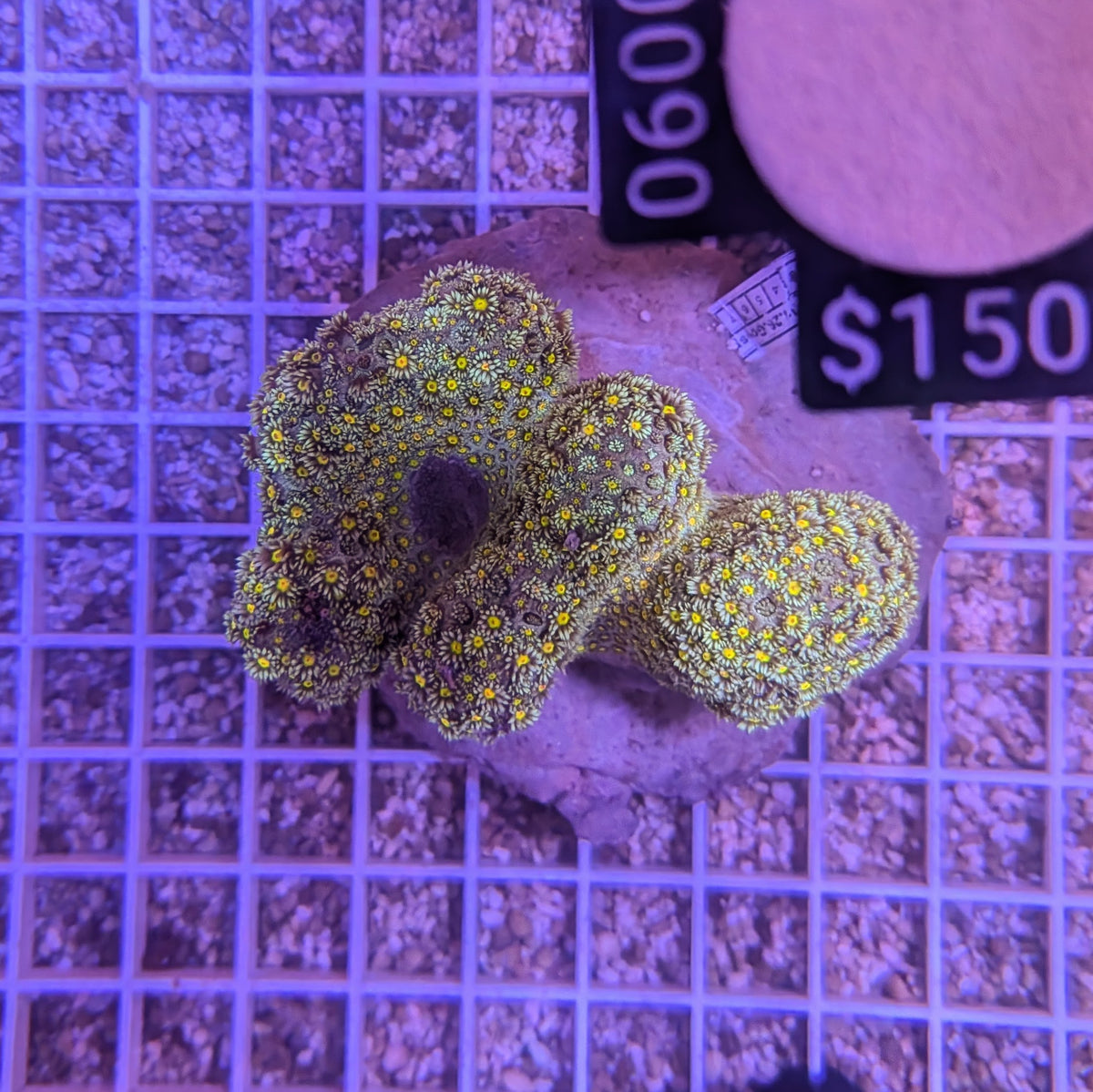 Multicolor Branching Goniopora Colony 0090