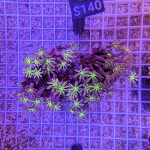 Neon Green Clove Polyp Rock 0074