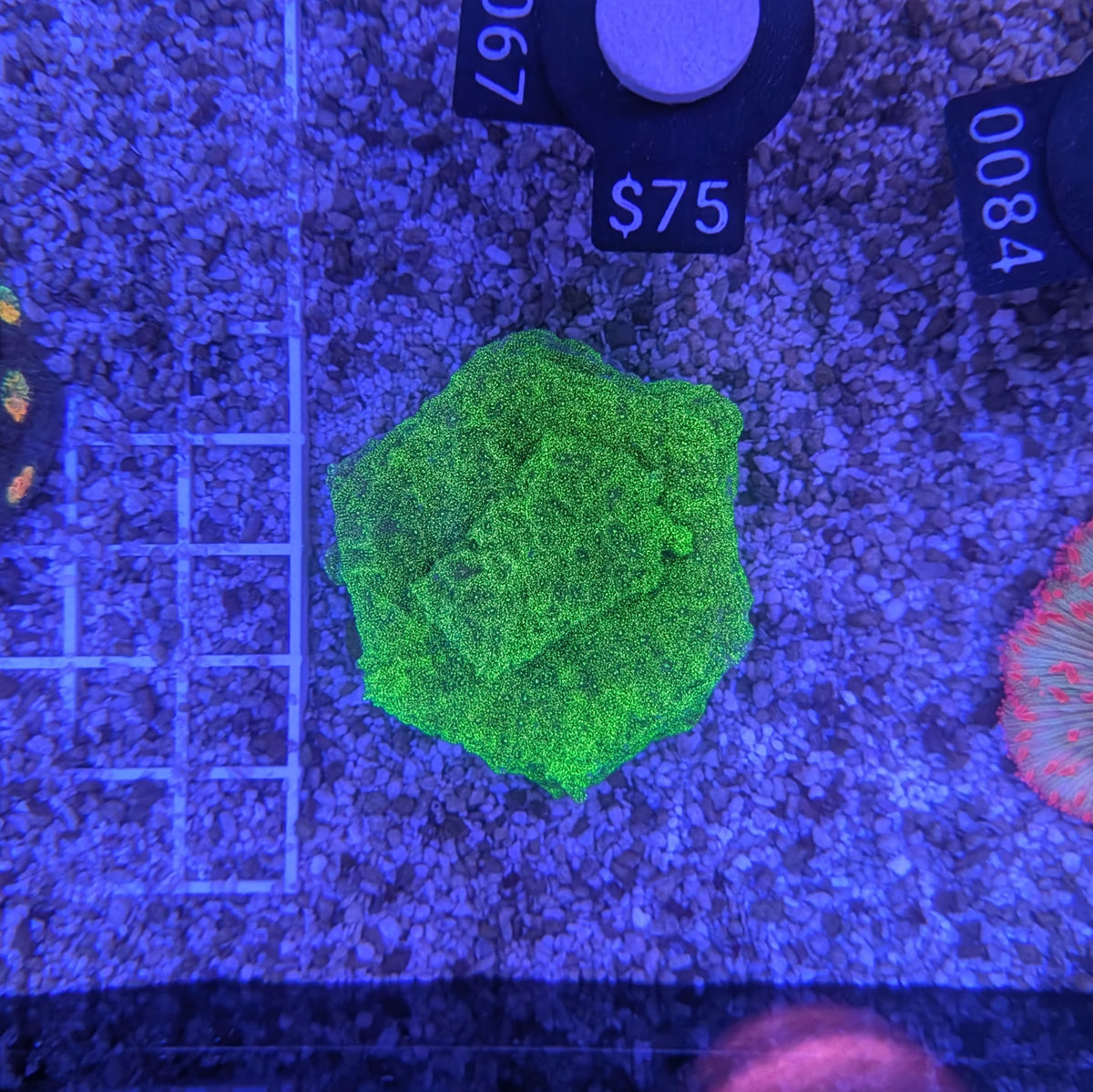 Lime Green Leptoseris 0067
