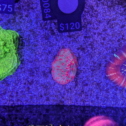 Red and Green Diaseris Plate 0084