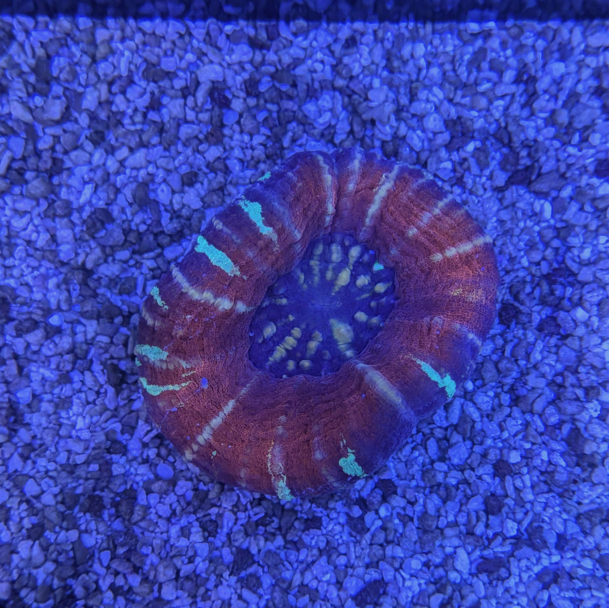Tricolor Scoly 0099