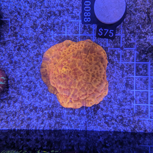 Orange Leptoseris 0088