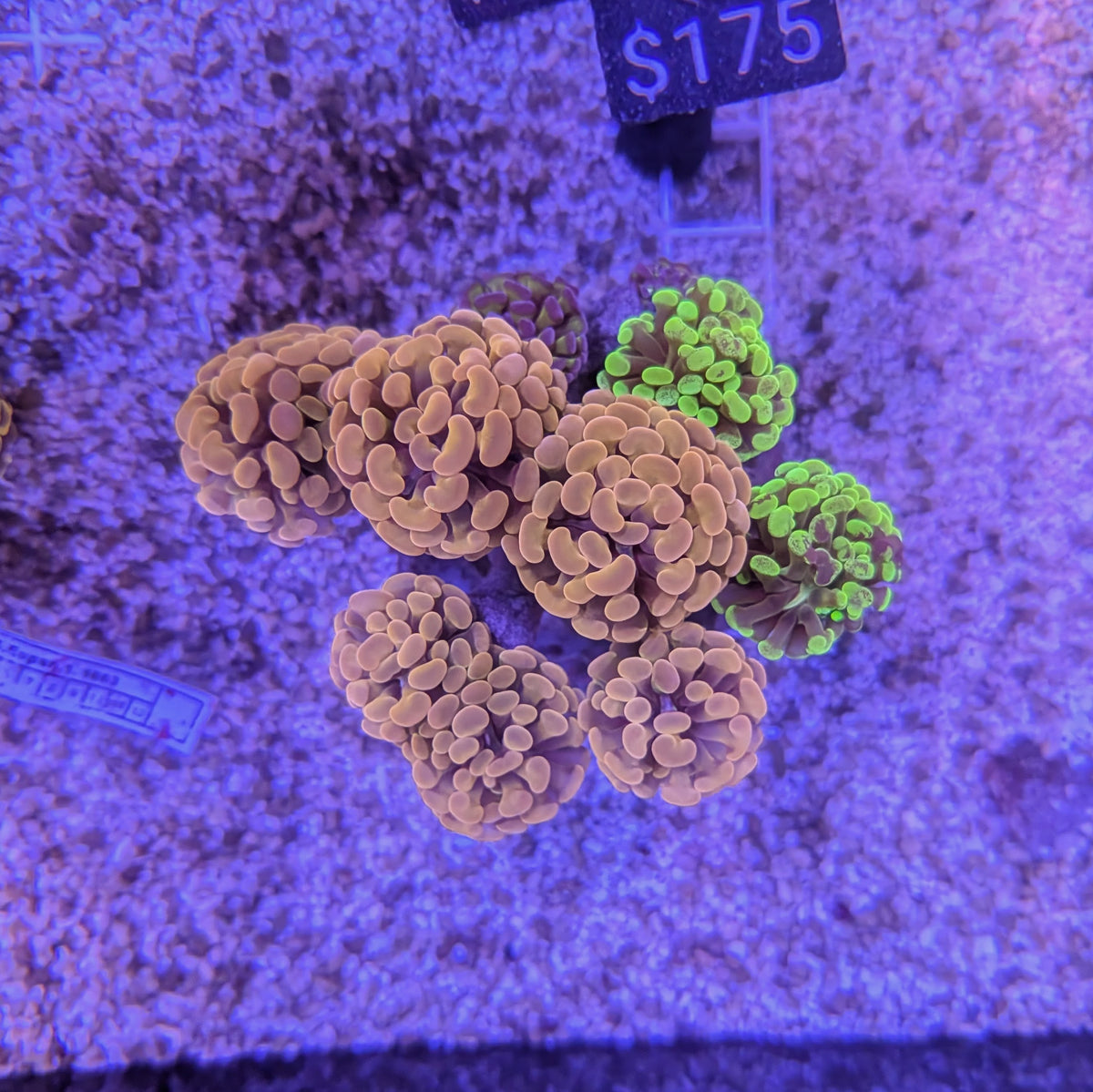 Multicolor Hammer Garden 0072