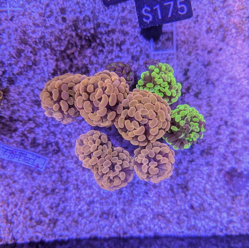 Multicolor Hammer Garden 0072
