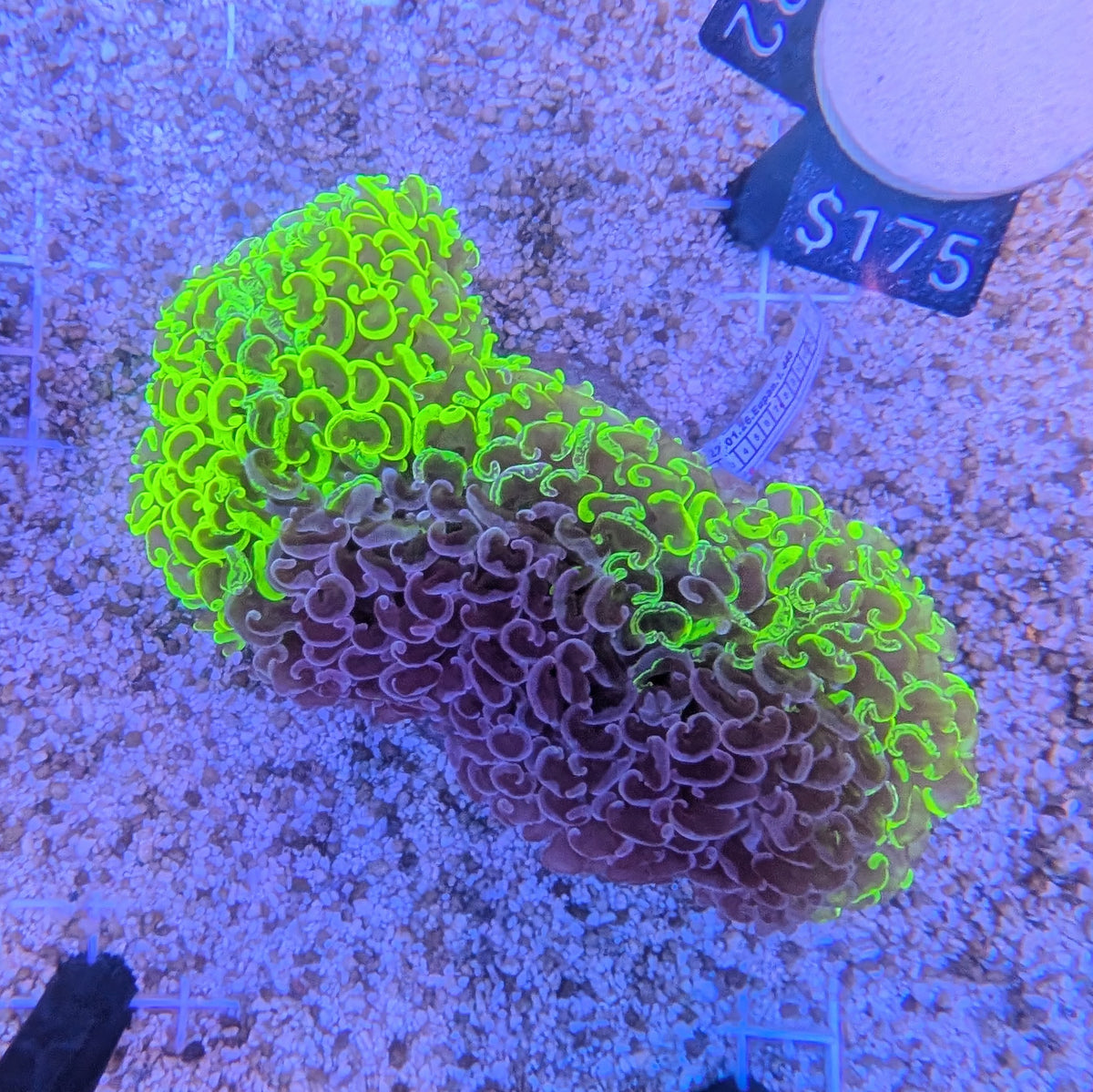 Two Toned Wall Hammer 0082