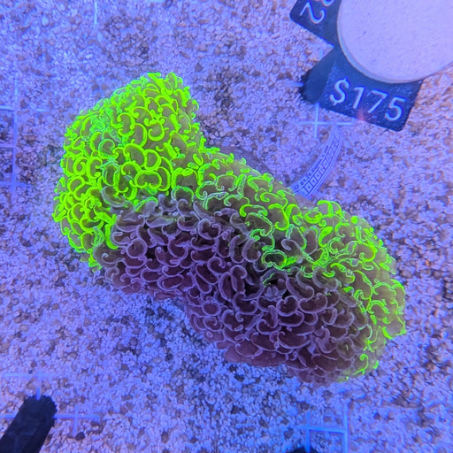 Two Toned Wall Hammer 0082