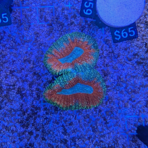 Teal and Red Lobo 0059