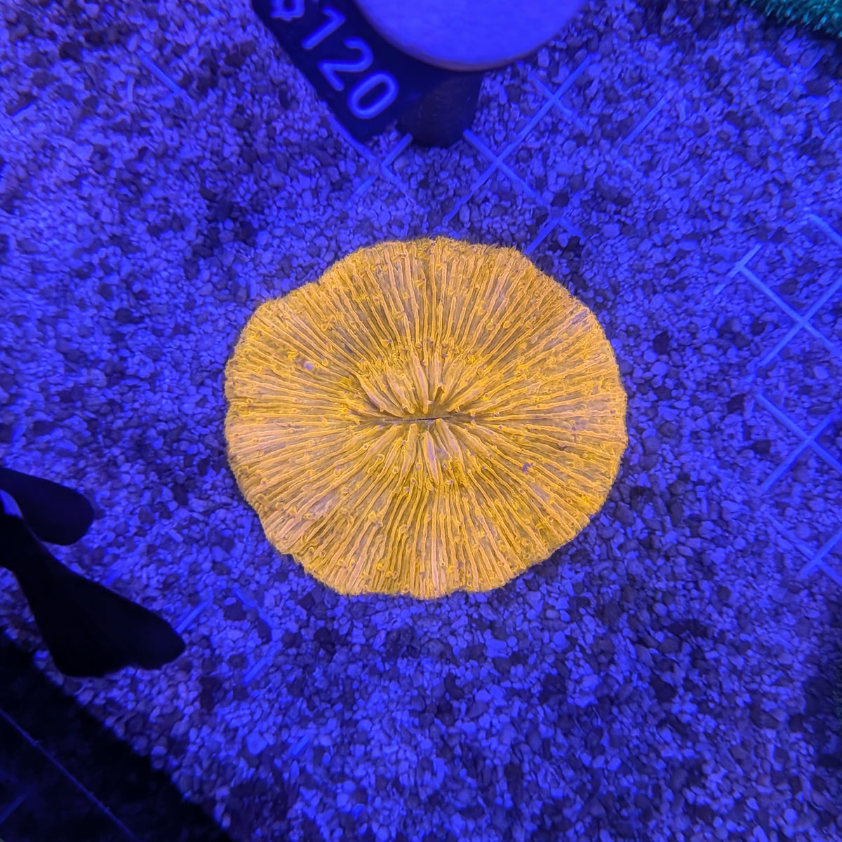 Orange Plate Coral 0081