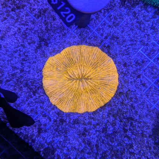 Orange Plate Coral 0081