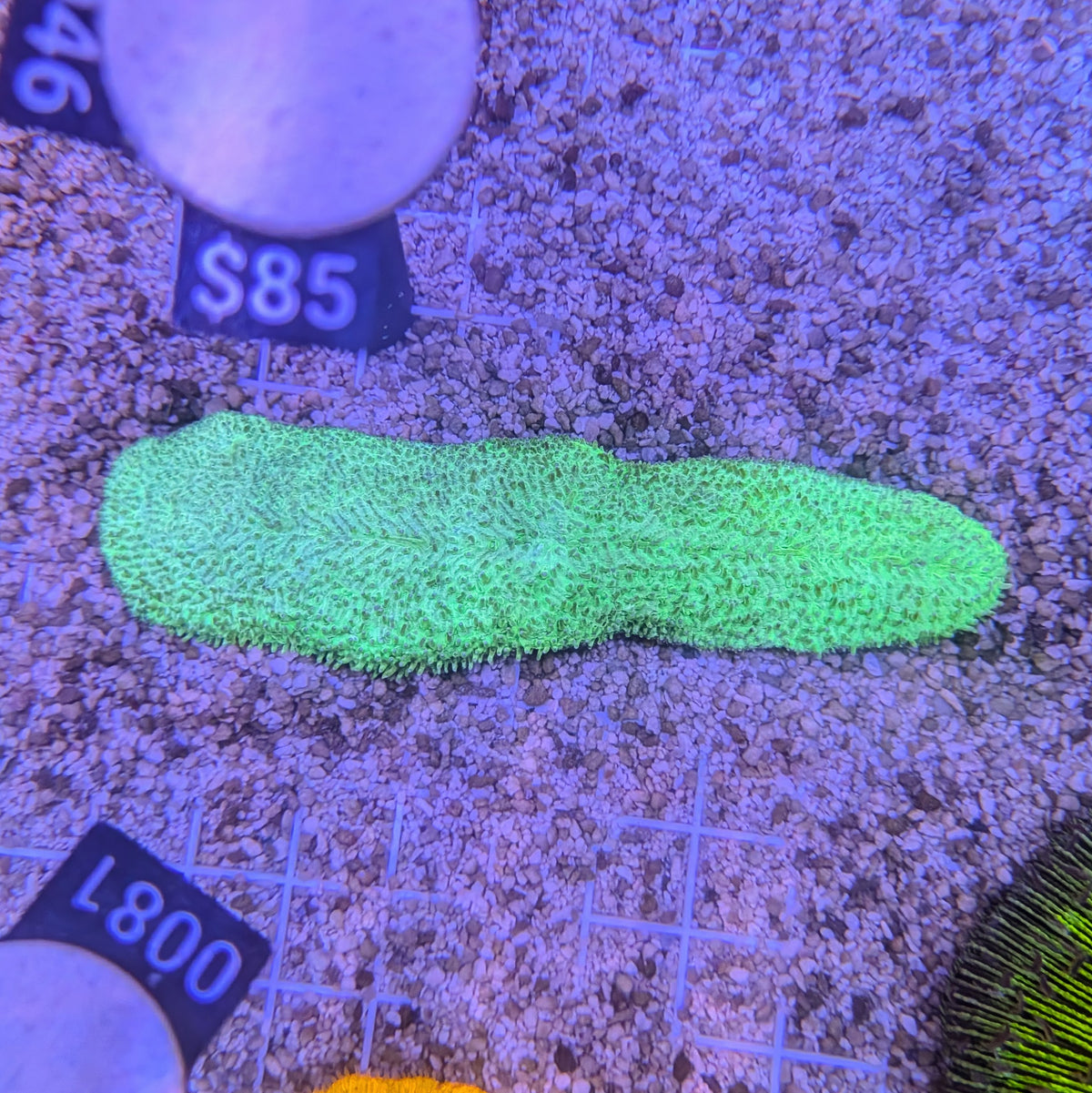 Green Tongue Coral 0046