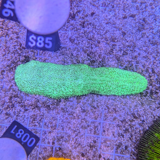 Green Tongue Coral 0046