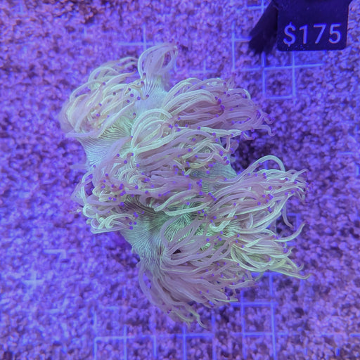 Pastel Elegance Coral 0091