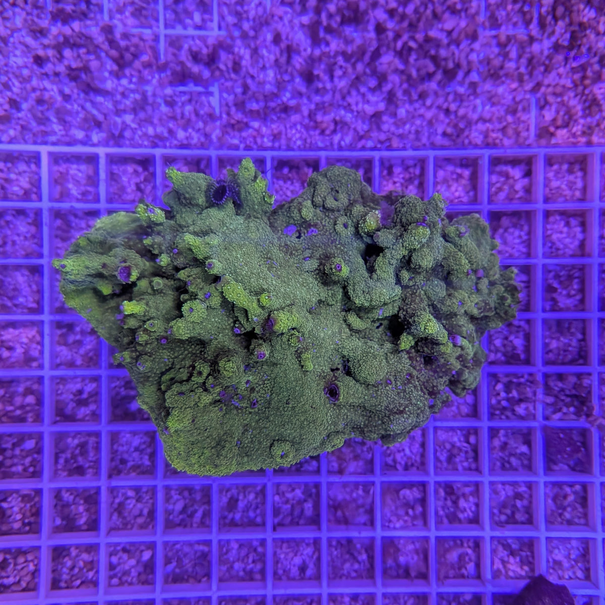 Christmas Worm Rock 0043