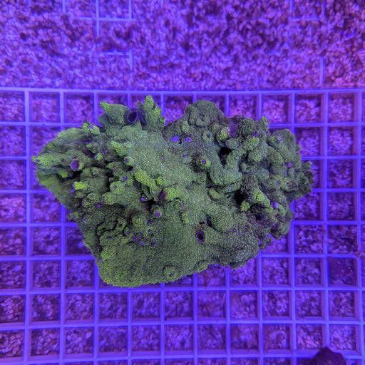 Christmas Worm Rock 0043
