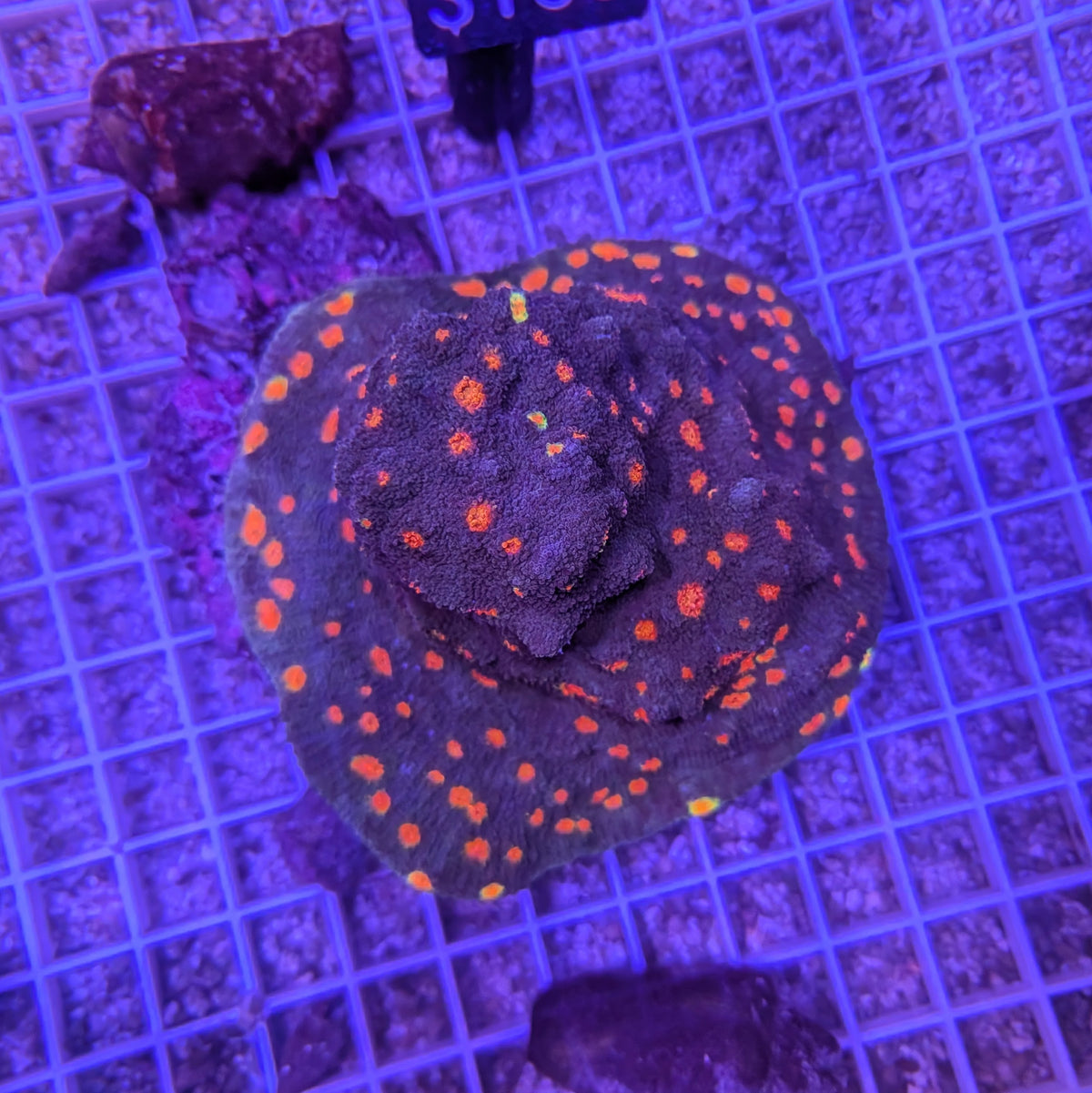 Miami Hurricane Chalice XL 0051
