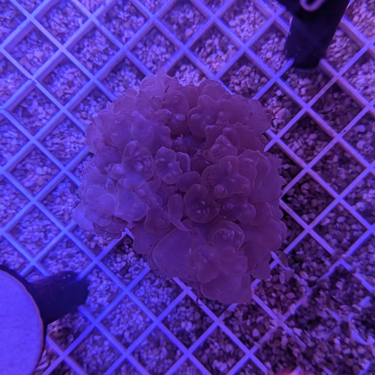 Purple Bubble Coral 0069