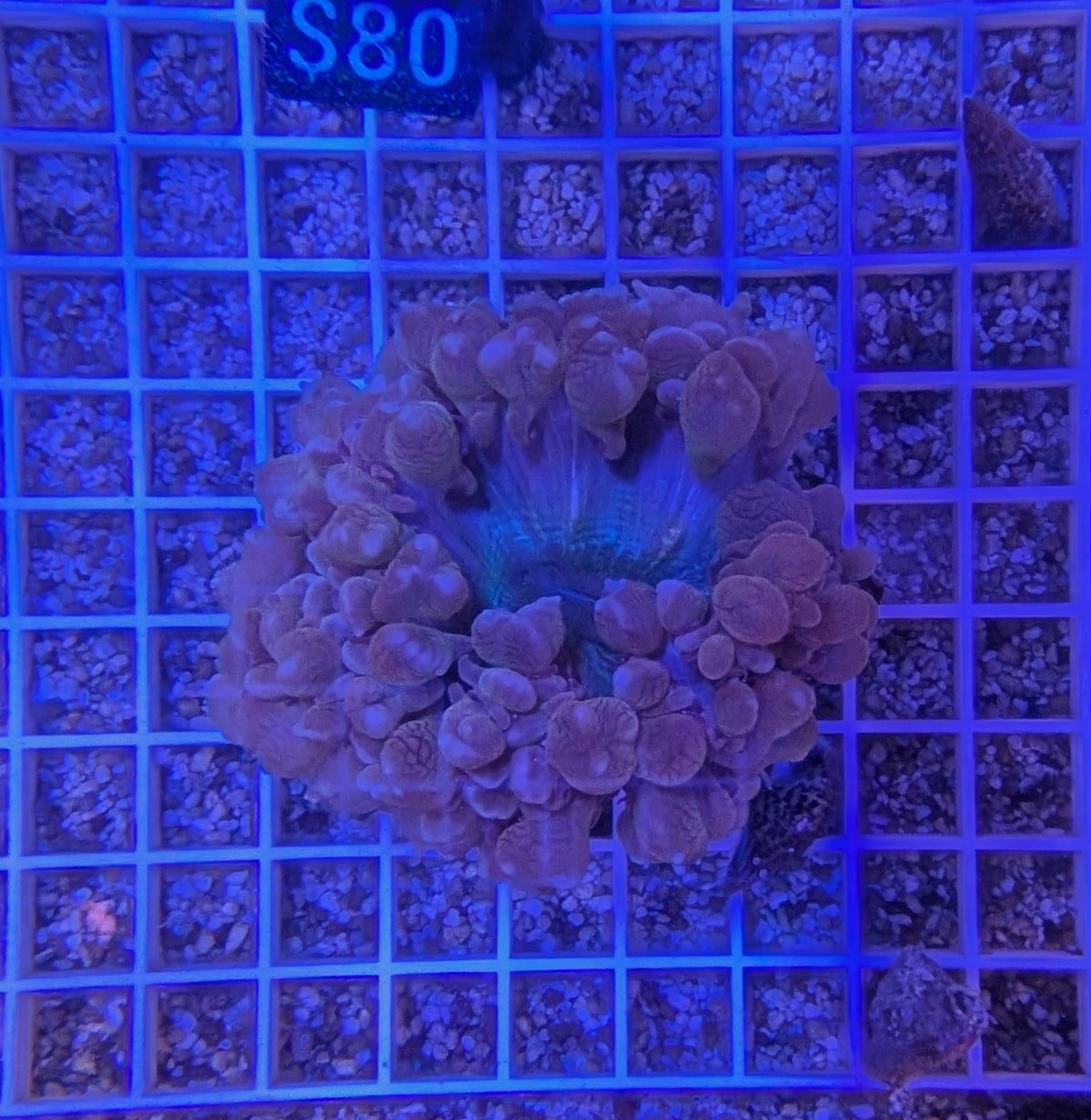 Purple Bubble Coral 0068