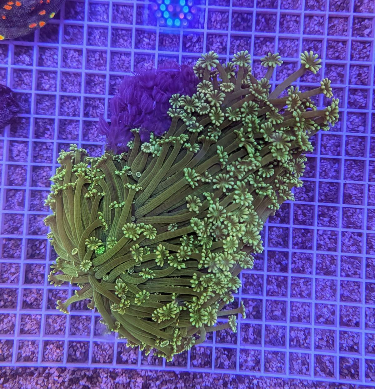 Green Alveopora Colony XXL 0075