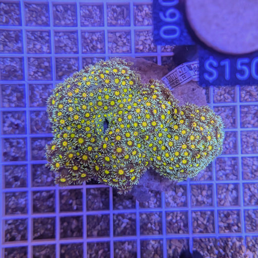 Multicolor Branching Goniopora Colony 0090