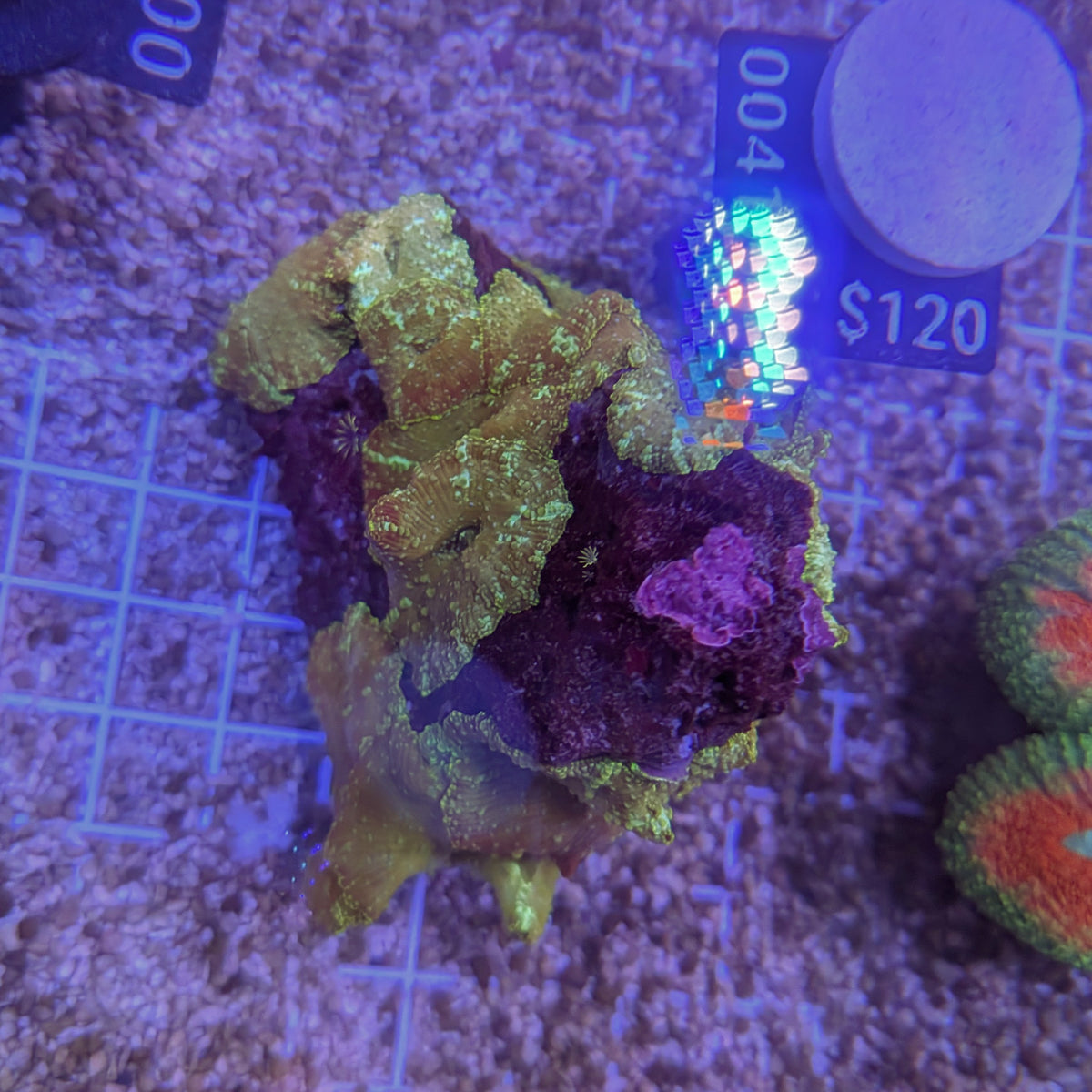 Green Discosoma Mushroom Rock 0041