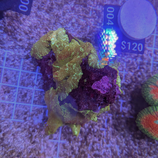 Green Discosoma Mushroom Rock 0041