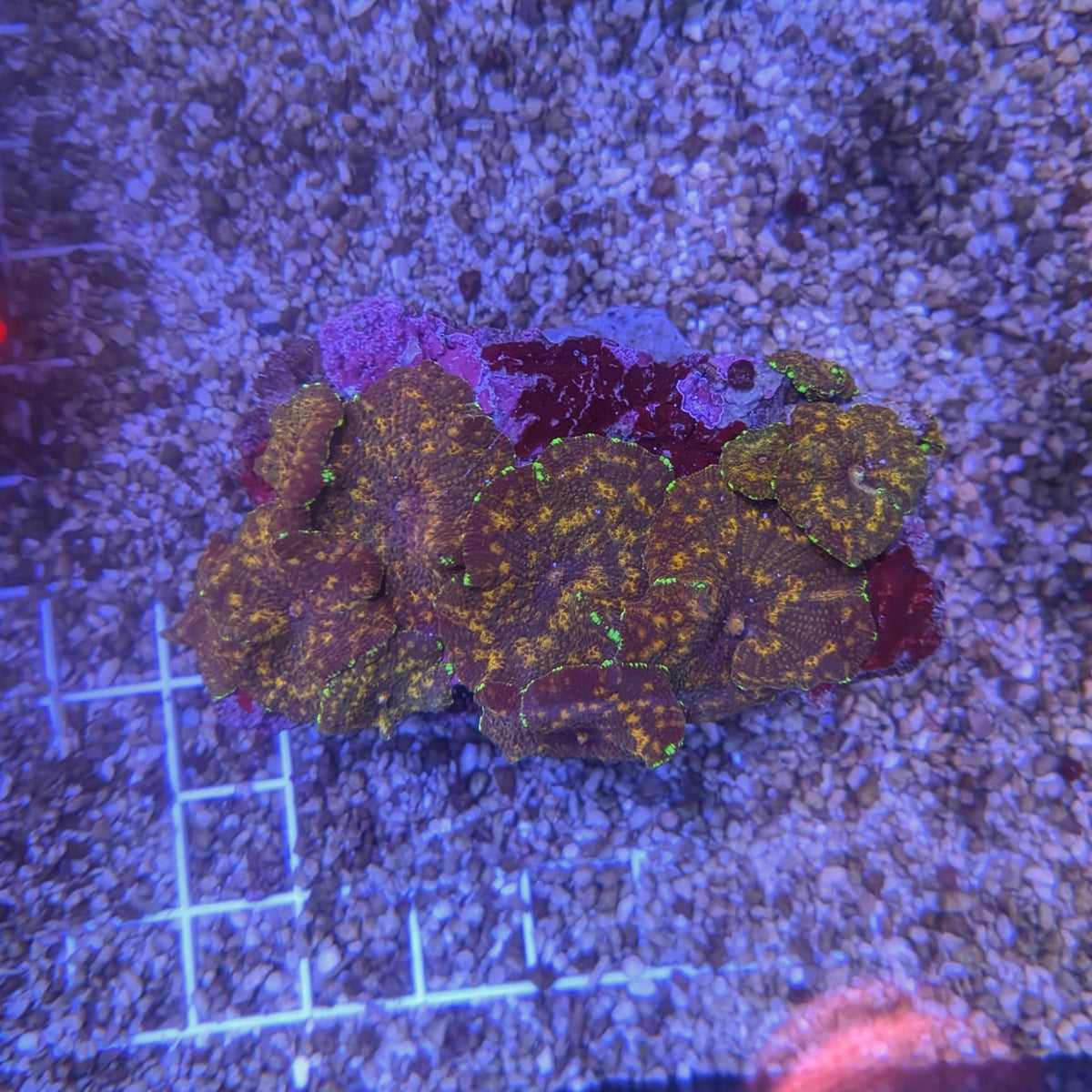 Watermelon Discosoma Mushroom Rock 0063