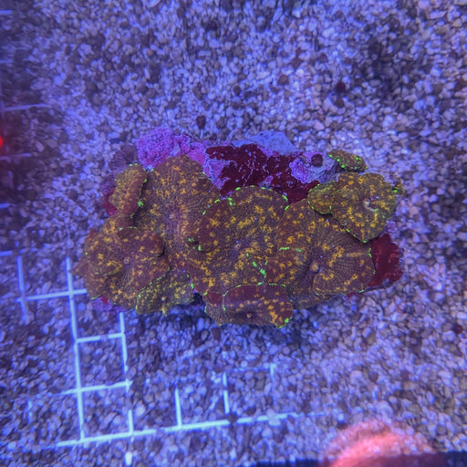 Watermelon Discosoma Mushroom Rock 0063