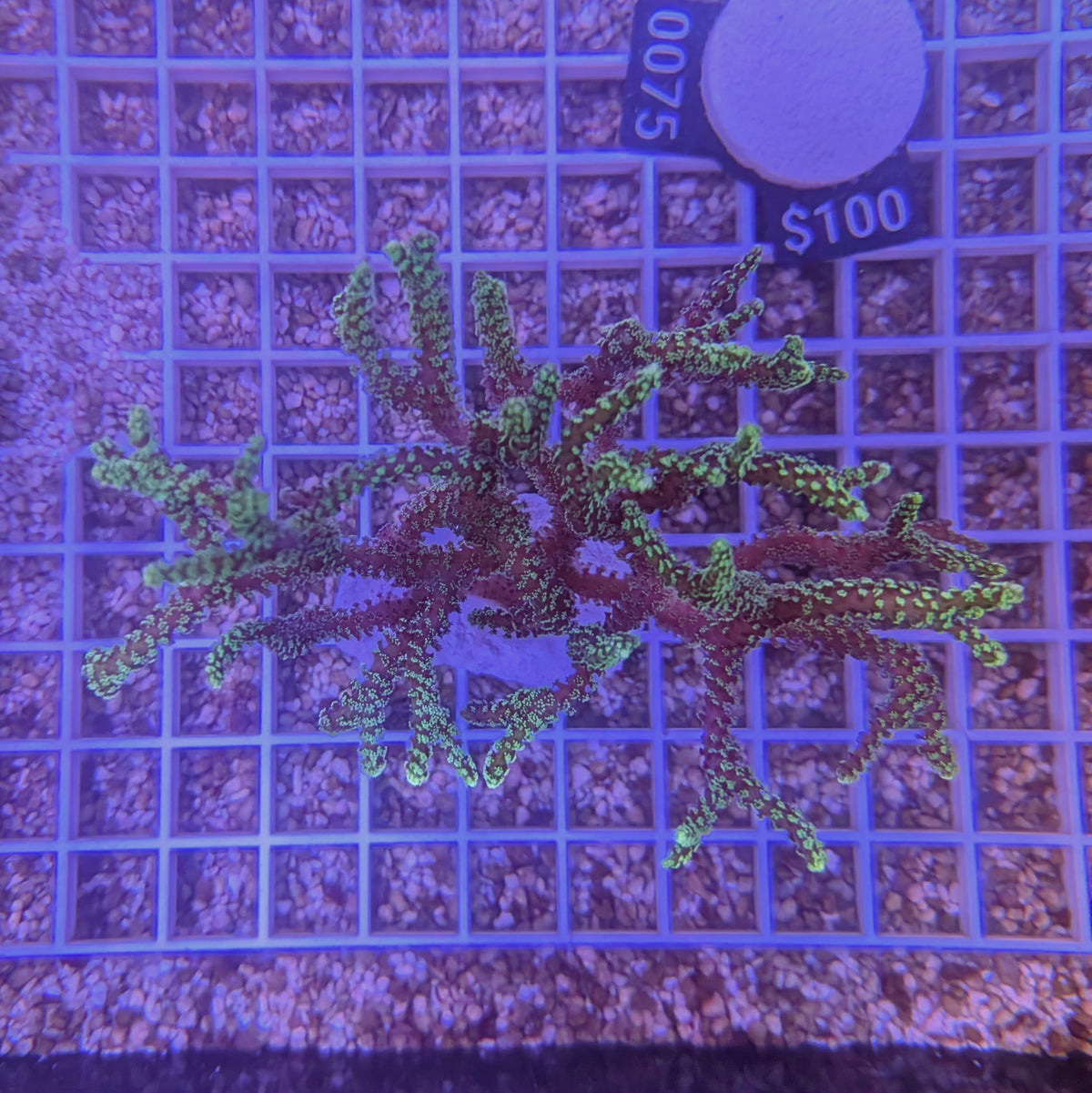 Neon Green Birdsnest Large 0075