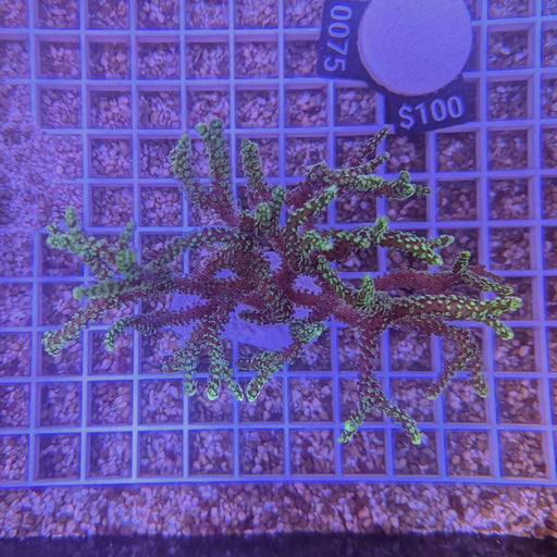 Neon Green Birdsnest Large 0075