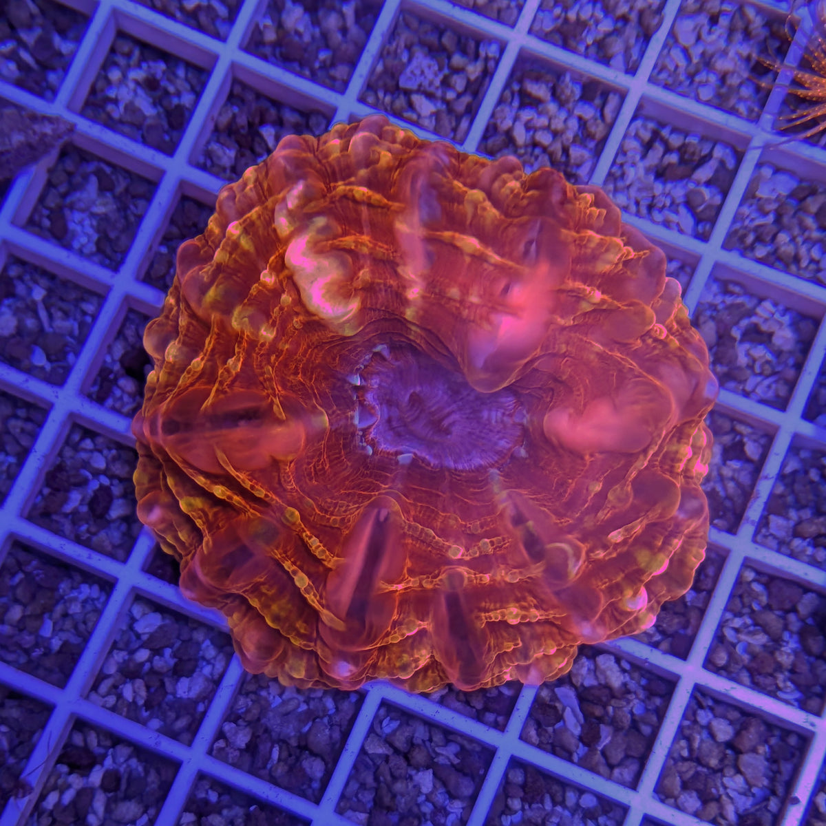 Red and Orange Cynarina Coral 0114